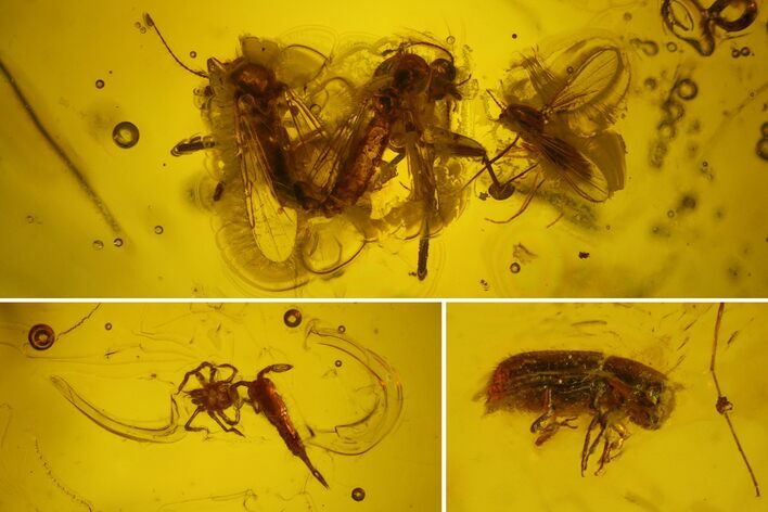 Mating Fossil Flies, Mite, Springtail and Beetle in Baltic Amber #150718